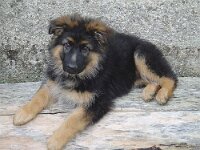 Xinook das ist mein Chemine holz