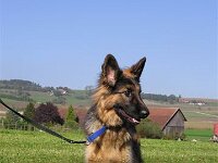 Xinook in oberhallau 2