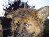 Aragon, genannt Dingo