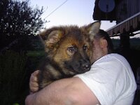 Aragon, genannt Dingo