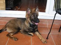 Aragon, genannt Dingo