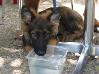 Aragon, genannt Dingo