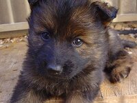 Aragon, genannt Dingo