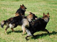 Cymba : Spaziergang mit Bruder von Arkas am 23.8.09