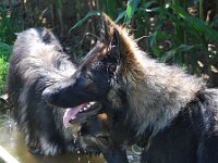 Cymba : Spaziergang mit Bruder von Arkas am 23.8.09