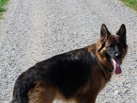 Cymba : Spaziergang mit Bruder von Arkas am 23.8.09