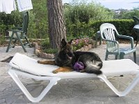 Dolce