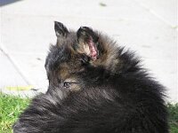 Fayla