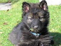 Fayla