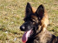 Fayla
