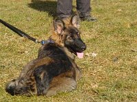 Fayla