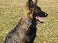 Fayla