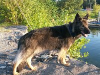 Fayla