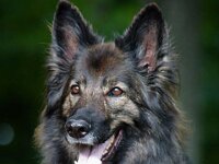 Fayla