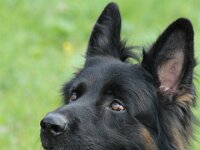 Gayan BH, 18.5.2008 - 25.11.2020