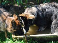 Haslan : Spaziergang mit Bruder von Arkas am 23.8.09