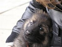 Haslan, 25.9.2008 - 5.7.2021