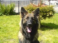 Heiko