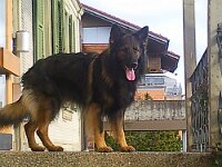 Heiko