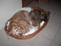 Heiko