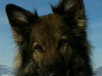 Heiko