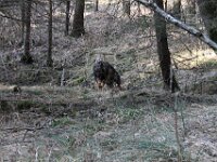 Heiko