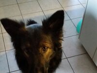 Heiko