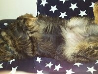 Heiko