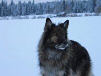 Heiko