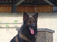 Heiko