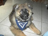 Heiko