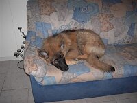 Heiko