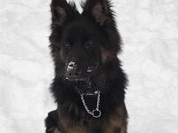 Jala