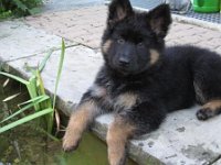 Jala