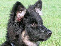 Kashaya