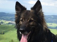 Shani