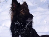 Shani