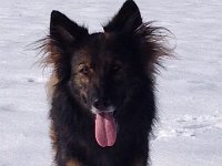 Shani