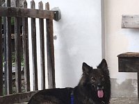 Shani