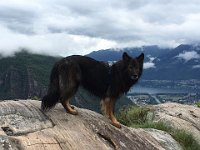 Shani