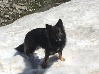 Shani