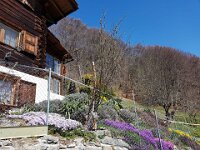 Kyro - suche den Hund!