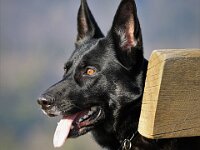 Macha  Bes.: Jacqueline Kellenberger