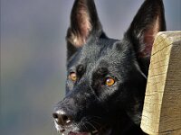 Macha  Bes.: Jacqueline Kellenberger