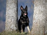 Macha  Bes.: Jacqueline Kellenberger