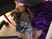 Homeofficehund