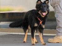 Mantrailing  Bes.: Tajana Müller und Simon Frei