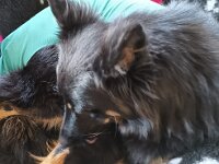 Nanouk und Nyari  Bes.: Tajana Müller und Simon Frei