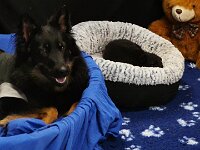 Nanouk und Nyari  Bes.: Tajana Müller und Simon Frei