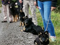 1 DS, 3 x Chodsky pes  Kratzmatt-Treffen 2020 Jamie, Nanouk, Yari und Mayrah